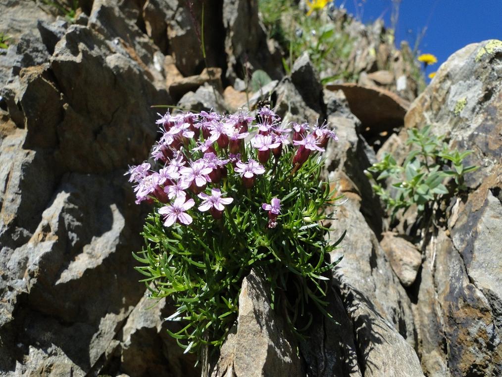 Silene acaulis subsp. cenisia / Silene a cuscinetto